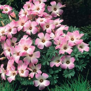 Pack x5 Oxalis Adenophylla 'Wood Sorrell' Spring Flowering Garden Bulbs