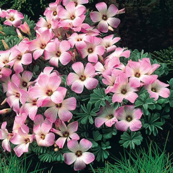 Pack x5 Oxalis Adenophylla 'Wood Sorrell' Spring Flowering Garden Bulbs