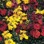 Pack x6 Annual Bedding Wallflower 'Charity Mixed' Plug Plants Blooms Twice!!!