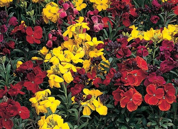 Pack x6 Annual Bedding Wallflower 'Charity Mixed' Plug Plants Blooms Twice!!!