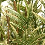 Natural Stem Artificial Royal Variegated Bamboo 4ft Green Houseplant / Bush