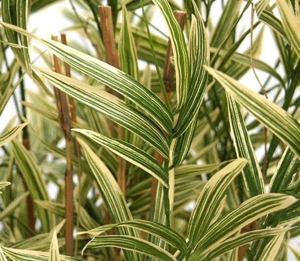 Natural Stem Artificial Royal Variegated Bamboo 4ft Green Houseplant / Bush