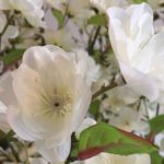 New Artificial Cherry Blossom Tree 150cm (5ft) Cream Indoor Houseplant