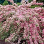 Pack x6 Weigela Florida 'Variegata' Perennial Garden Shrub Plug Plants