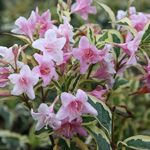 Pack x6 Weigela Florida 'Variegata' Perennial Garden Shrub Plug Plants