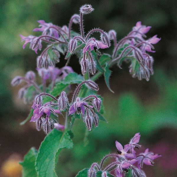 Pack Garden Herb 'Borage' Seed From King's Suffolk Herb Seeds