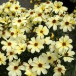 Pack x6 Coreopsis Verticillata 'Buttermilk' Perennial Plug Plants NEW!