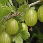 Ribes Uva-Crispa Gooseberry 'Hinnonmaki Green' LARGE Plug Plants Pack x3