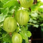 Ribes Uva-Crispa Gooseberry 'Hinnonmaki Green' LARGE Plug Plants Pack x3