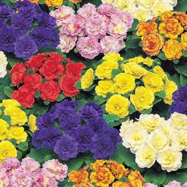 Primrose Primula Double Belarina® Mixed Perennial Plug Plants Pack x6