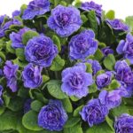 Primrose Primula Double Belarina® Mixed Perennial Plug Plants Pack x6