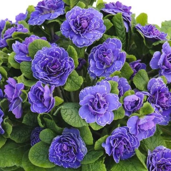 Primrose Primula Double Belarina® Mixed Perennial Plug Plants Pack x6