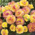 Primrose Primula Double Belarina® Mixed Perennial Plug Plants Pack x6