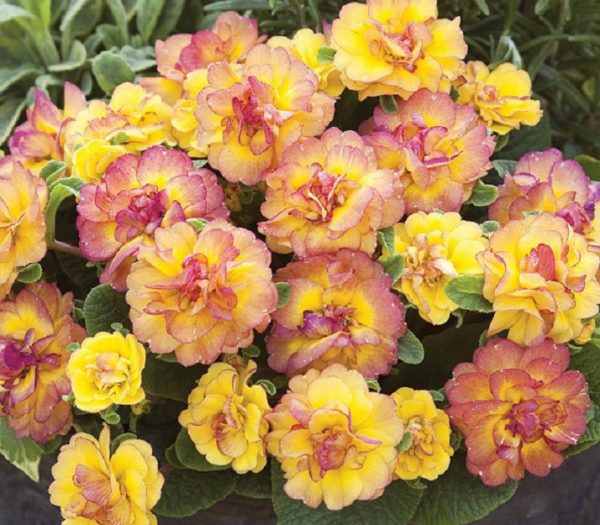 Primrose Primula Double Belarina® Mixed Perennial Plug Plants Pack x6
