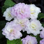 Primrose Primula Double Belarina® Mixed Perennial Plug Plants Pack x6
