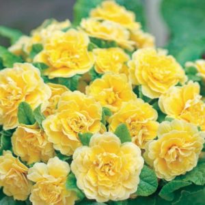 Pack x6 Double Primrose Primula Belarina® Buttercup Yellow Perennial Plug Plants
