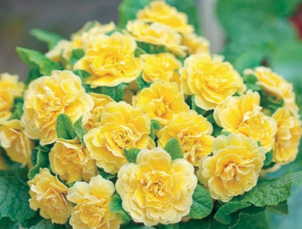Pack x6 Double Primrose Primula Belarina® Buttercup Yellow Perennial Plug Plants