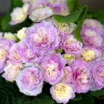 Pack x6 Double Primrose Primula Belarina® Pink Ice Perennial Plug Plants