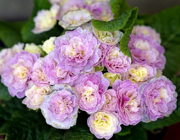 Pack x6 Double Primrose Primula Belarina® Pink Ice Perennial Plug Plants