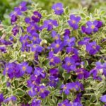Pack x6 Aubrieta Deltoidea Variegated Perennial Garden Alpine Plug Plants