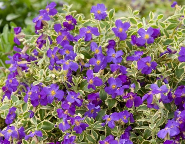Pack x6 Aubrieta Deltoidea Variegated Perennial Garden Alpine Plug Plants