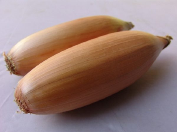 Pack Vegetable Seed Onion 'Tosca' Kings's Seeds