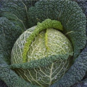 Pack Vegetable Seed Savoy Cabbage Sabrosa F1 Kings's Seeds