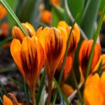Crocus Specie Chrysanthus 'Orange Monarch' WPC Prins Bulbs Pack 10