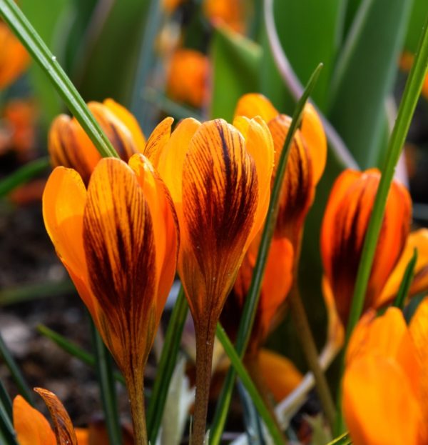 Crocus Specie Chrysanthus 'Orange Monarch' WPC Prins Bulbs Pack 10
