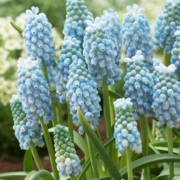 Muscari 'Peppermint' Grape Hyacinth Spring Bulbs WPC Prins Pack 15