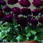 Ranunculus 'Pauline Violet' Summer Flowering Bulbs WPC Prins Pack x10