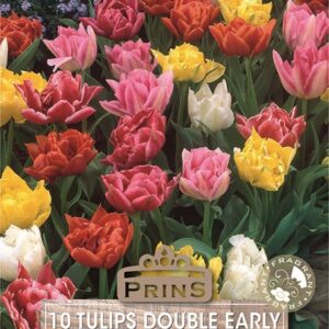 Pack 10 Double Tulip Bulbs 'Mixed' WPC Prins Quality Spring Bulbs