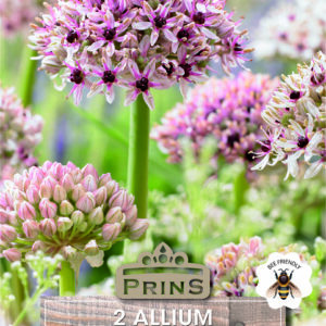 Allium Bulbs 'Silver Spring' WPC Prins Bulbs & Tubers Pack x2