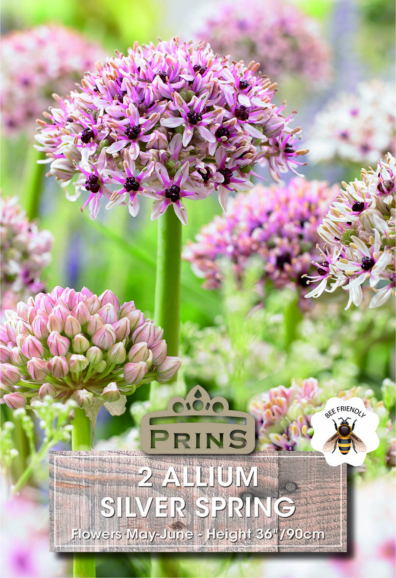 Allium Bulbs 'Silver Spring' WPC Prins Bulbs & Tubers Pack x2