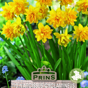Dwarf Narcissus 'Double Tete a Tete 'Boucle' WPC Prins Bulbs Pack x5