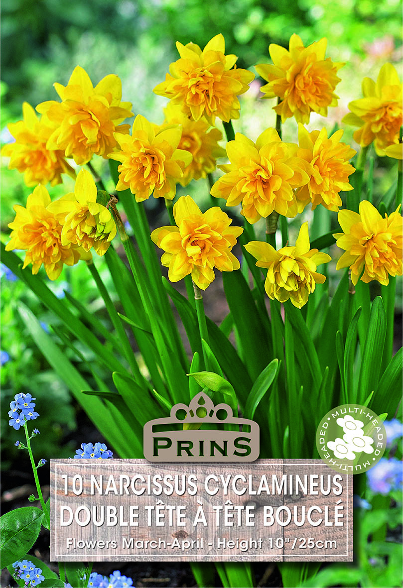 Dwarf Narcissus 'Double Tete a Tete 'Boucle' WPC Prins Bulbs Pack x5