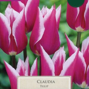 Pack 10 Lily Tulip Bulbs 'Claudia' Quality Spring Bulbs