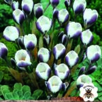 Crocus Bulbs Species 'Prins Claus' WPC Prins Quality Spring Bulbs Pack 20