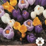 Crocus Bulbs 'Mixed' WPC Prins Quality Spring Bulbs Pack 15