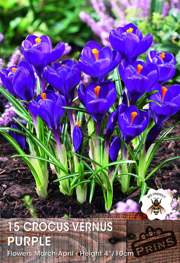 Crocus Bulbs 'Purple' WPC Prins Quality Spring Bulbs Pack 15