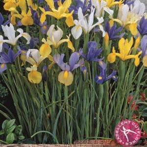 Value Pack 40 Dutch Iris Bulbs 'Mixed' WPC Prins Quality Spring Bulbs