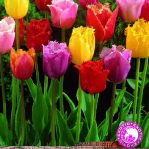 Pack 10 Fringed Tulip Bulbs 'Mixed' WPC Prins Quality Spring Bulbs