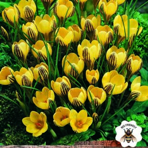 Crocus Bulbs Chrysanthus 'Gipsy Girl' WPC Prins Quality Spring Bulbs Pack 20