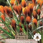 Crocus Specie Chrysanthus 'Orange Monarch' WPC Prins Bulbs Pack 10