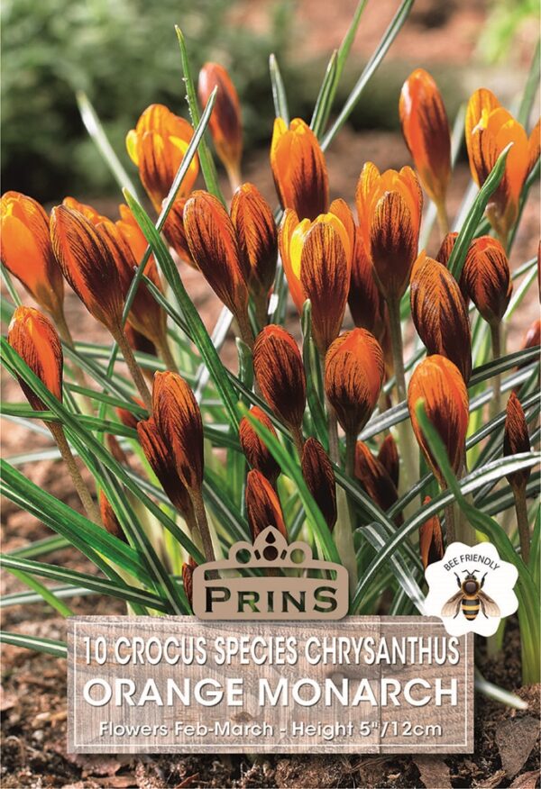 Crocus Specie Chrysanthus 'Orange Monarch' WPC Prins Bulbs Pack 10