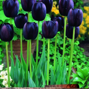 Pack 10 Tulip Bulbs 'Queen of Night' WPC Prins Quality Spring Bulbs