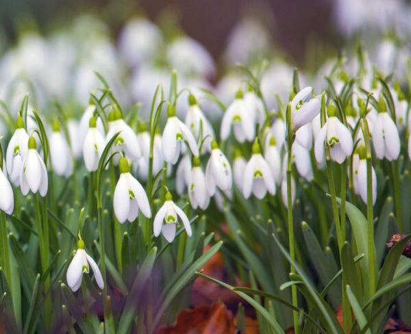 Pack 20 Snowdrop Bulbs 'Single White' WPC Prins Quality Spring Bulbs