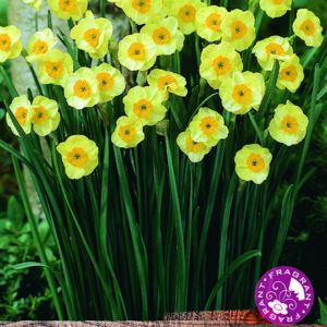 Narcissus Jonquilla 'Sun Disc' Dwarf Spring Bulbs Pack x10 Bulbs