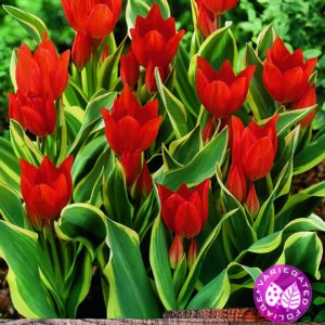 Pack 10 Multi-Headed Tulip 'Praestans Fusilier Unicum' Spring Bulbs