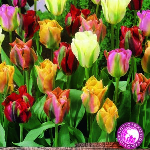Pack 10 Viridiflora Tulips 'Mixed' WPC Prins Quality Sping Bulbs